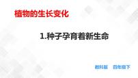 小学科学教科版 (2017)四年级下册1.种子里孕育着新生命授课课件ppt