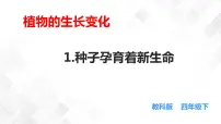 小学科学教科版 (2017)四年级下册1.种子里孕育着新生命授课课件ppt