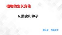 科学四年级下册6.果实和种子授课课件ppt