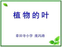 科学5、植物的叶集体备课ppt课件