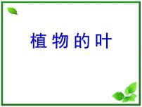 教科版三年级上册5、植物的叶课文配套ppt课件