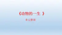 小学教科版 (2017)8.动物的一生复习课件ppt