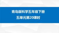 青岛版 (六三制2017)五年级下册20 食物链授课课件ppt