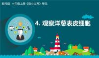 科学六年级上册4.观察洋葱表皮细胞教学ppt课件