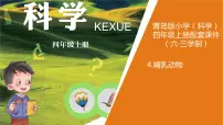 2021学年4 哺乳动物图文课件ppt