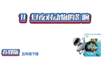 小学科学苏教版 (2017)五年级下册11 昼夜对动物的影响评优课课件ppt