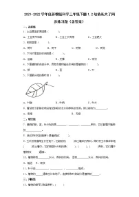 科学三年级下册2 幼苗长大了课后作业题