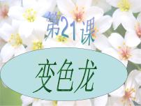 小学科学青岛版 (五四制)四年级下册16 变色龙课前预习ppt课件