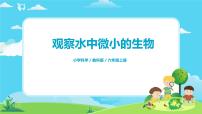 小学科学教科版 (2017)六年级上册6.观察水中微小的生物精品课件ppt