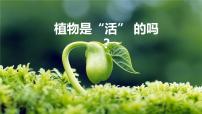 教科版 (2017)5.植物是“活”的吗集体备课课件ppt