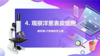 教科版 (2017)六年级上册4.观察洋葱表皮细胞完整版课件ppt