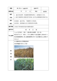 科学二年级上册11 植物和水教案设计