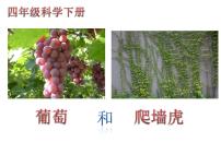 小学科学粤教粤科版 (2017)四年级下册4 葡萄和爬墙虎课文配套课件ppt