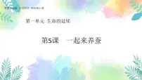 2020-2021学年5 一起来养蚕一等奖ppt课件