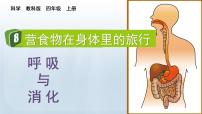 小学科学教科版 (2017)四年级上册8.食物在身体里的旅行多媒体教学课件ppt