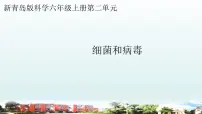 青岛版 (六三制2017)六年级上册4 细菌和病毒教学课件ppt