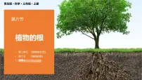小学科学青岛版 (六三制2017)三年级上册6 植物的根教学课件ppt