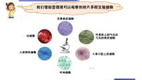 教科版 (2017)6.观察水中微小的生物教学ppt课件