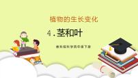 小学科学教科版 (2017)四年级下册4.茎和叶习题课件ppt