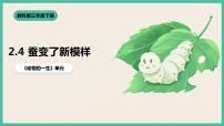 小学科学教科版 (2017)三年级下册4.蚕变了新模样精品课件ppt