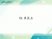 小学科学苏教版 (2017)四年级下册10 养昆虫精品ppt课件