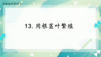 科学苏教版 (2017)13 用根、茎、叶繁殖一等奖ppt课件