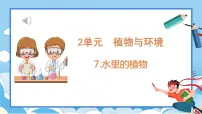 小学科学苏教版 (2017)三年级下册第二单元 植物与环境7 水里的植物教学ppt课件