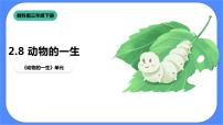 小学科学教科版 (2017)三年级下册8.动物的一生精品课件ppt