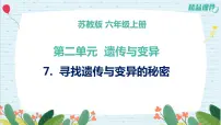 科学六年级上册7 寻找遗传与变异的秘密背景图课件ppt