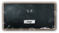 小学科学苏教版 (2017)四年级上册第一单元 动物大家族3 鸟类课文课件ppt