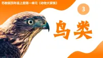 苏教版 (2017)四年级上册第一单元 动物大家族3 鸟类一等奖教学课件ppt