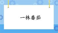 科学三年级下册11 一株番茄优质课课件ppt