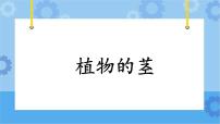 小学第3单元 植物的“身体”13 植物的茎优质课件ppt