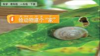 小学科学教科版 (2017)一年级下册4.给动物建个“家”优质课件ppt