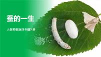 小学科学冀人版 (2017)四年级下册9 蚕的一生课文ppt课件