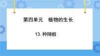 小学科学青岛版 (六三制2017)四年级下册第四单元 植物的生长12 种辣椒优秀ppt课件