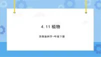 小学科学苏教版 (2017)一年级下册11.多姿多彩的植物精品课件ppt