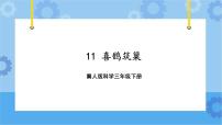 小学科学11 喜鹊筑巢试讲课课件ppt