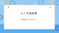 小学科学湘科版 (2017)三年级下册3 开花结果公开课课件ppt