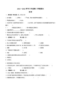 【小升初真题卷】2021-2022学年河北省邯郸市魏县冀人版六年级下册期末检测科学试卷（原卷版+解析版）