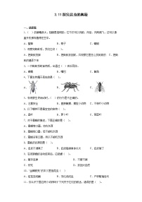 311探究昆虫的奥秘 真题练习 小学科学四年级下册 苏教版（2017）