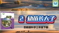 小学科学苏教版 (2017)三年级下册2 幼苗长大了教课内容课件ppt