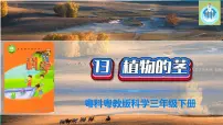 小学科学13 植物的茎评课ppt课件
