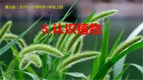 小学科学冀人版 (2017)一年级上册植物5 认识植物优质课教学ppt课件