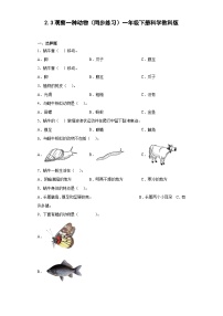 小学科学教科版 (2017)一年级下册3.观察一种动物精品课时训练