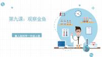 科学一年级上册动物9 观察金鱼一等奖课件ppt