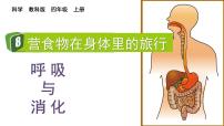 小学科学教科版 (2017)四年级上册8.食物在身体里的旅行完美版课件ppt