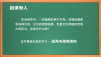 小学科学苏教版 (2017)五年级下册6 蛋壳与拱形建筑精品作业ppt课件