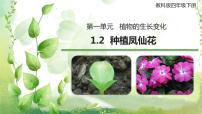 科学四年级下册2.种植凤仙花课前预习ppt课件