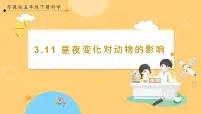 苏教版 (2017)五年级下册11 昼夜对动物的影响公开课课件ppt